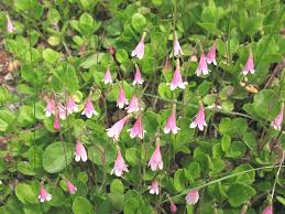 Attēlu rezultāti vaicājumam “Linnaea borealis flower”