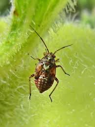 Attēlu rezultāti vaicājumam “Lygus nymph nymph”