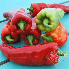 Afbeeldingsresultaat voor aconcagua sweet pepper