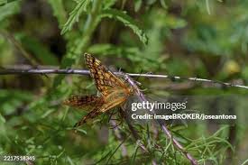 Attēlu rezultāti vaicājumam “Melitaea didyma”