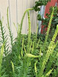 Image result for Reseda luteola