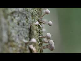 Attēlu rezultāti vaicājumam “Phleogena faginea young”