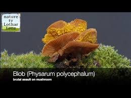 Attēlu rezultāti vaicājumam “Physarum obscurum macro”