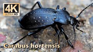 Attēlu rezultāti vaicājumam “Carabus hortensis”