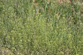 Attēlu rezultāti vaicājumam “Draba nemorosa fruit”