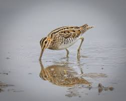 Image result for Gallinago delicata