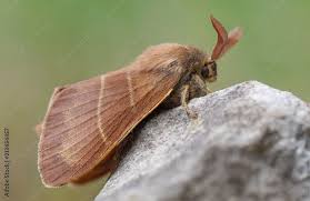 Attēlu rezultāti vaicājumam “Lasiocampidae”