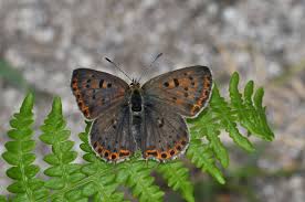 Attēlu rezultāti vaicājumam “Lycaena tityrus underside”
