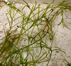 Attēlu rezultāti vaicājumam “Najadaceae”