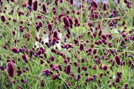Image result for Sanguisorba officinalis