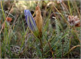 Attēlu rezultāti vaicājumam “Gentiana pneumonanthe flower”