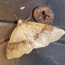 Attēlu rezultāti vaicājumam “Plagodis pulveraria”