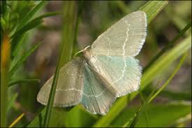 Attēlu rezultāti vaicājumam “Chlorissa viridata”