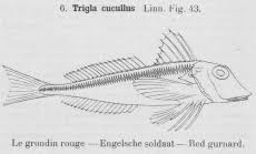 Image result for Chelidonichthys cuculus