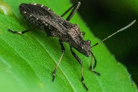 Attēlu rezultāti vaicājumam “Alydus calcaratus imago”