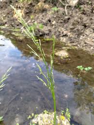 Attēlu rezultāti vaicājumam “Glyceria fluitans”