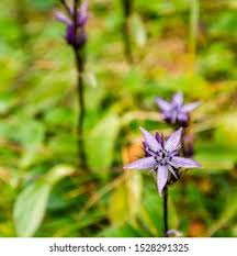 Attēlu rezultāti vaicājumam “Swertia perennis flower”