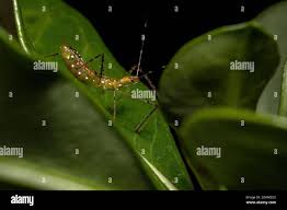 Attēlu rezultāti vaicājumam “Rhynocoris annulatus nymph”