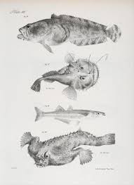 Image result for Lophius americanus