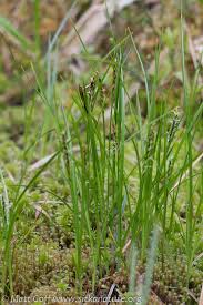 Attēlu rezultāti vaicājumam “Carex pauciflora”