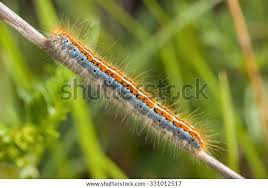 Attēlu rezultāti vaicājumam “Malacosoma castrensis”