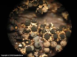 Attēlu rezultāti vaicājumam “Diderma chondrioderma macro”