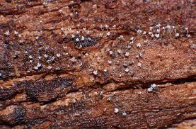 Attēlu rezultāti vaicājumam “Didymium difforme spores”