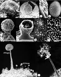 Attēlu rezultāti vaicājumam “Licea testudinacea”