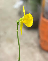 Attēlu rezultāti vaicājumam “Utricularia intermedia flower”