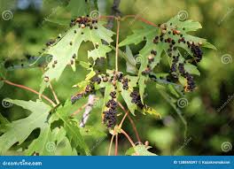 Attēlu rezultāti vaicājumam “Vasates quadripedes”