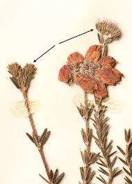 Attēlu rezultāti vaicājumam “Erica tetralix leaf”