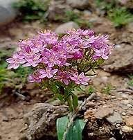 Image result for Centaurium erythraea