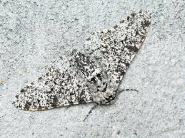 Attēlu rezultāti vaicājumam “Biston betularia”