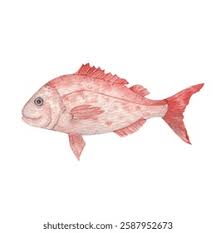 Image result for Lutjanus campechanus