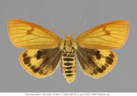 Attēlu rezultāti vaicājumam “Diacrisia sannio larva”