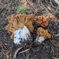 Attēlu rezultāti vaicājumam “Gyromitra gigas”