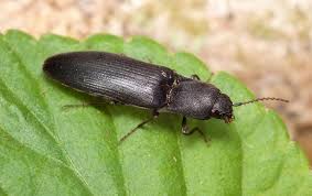 Attēlu rezultāti vaicājumam “Ectinus aterrimus”