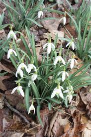 Attēlu rezultāti vaicājumam “Galanthus nivalis leaf”