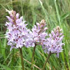 Attēlu rezultāti vaicājumam “Dactylorhiza fuchsii bud”