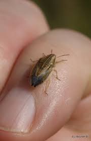 Attēlu rezultāti vaicājumam “Aelia acuminata”