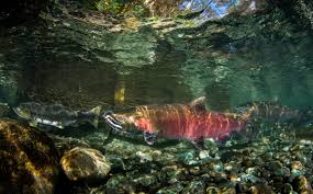 Image result for Oncorhynchus kisutch