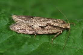 Attēlu rezultāti vaicājumam “Semioscopis avellanella”