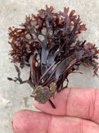 Attēlu rezultāti vaicājumam “Enteridium olivaceum”