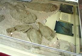 Attēlu rezultāti vaicājumam “Laccognathus panderi”