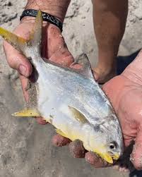 Image result for Trachinotus carolinus