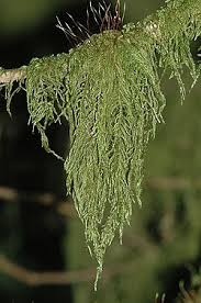 Attēlu rezultāti vaicājumam “Antitrichia curtipendula macro”