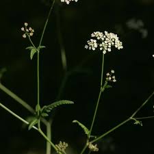 Attēlu rezultāti vaicājumam “Torilis japonica leaf”