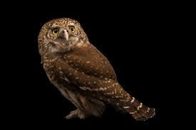 Attēlu rezultāti vaicājumam “Glaucidium passerinum”