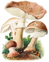 Attēlu rezultāti vaicājumam “Amanita rubescens”