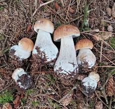 Attēlu rezultāti vaicājumam “Boletus edulis”